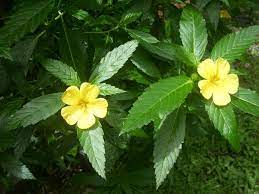 Damiana 550 mg