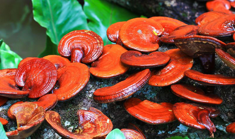 Hongo Reishi 590 mg