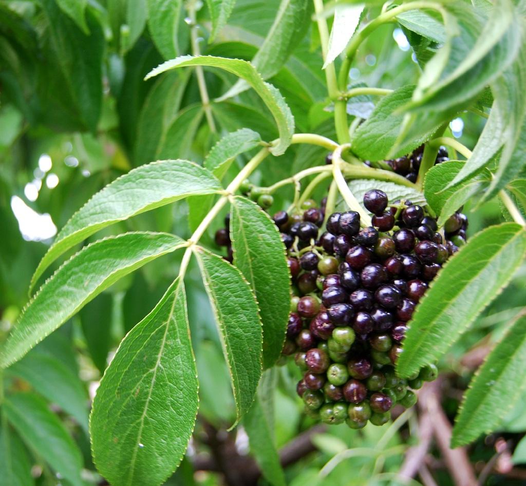 Sauco (Sambucus)