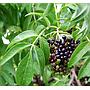 Sauco (Sambucus)